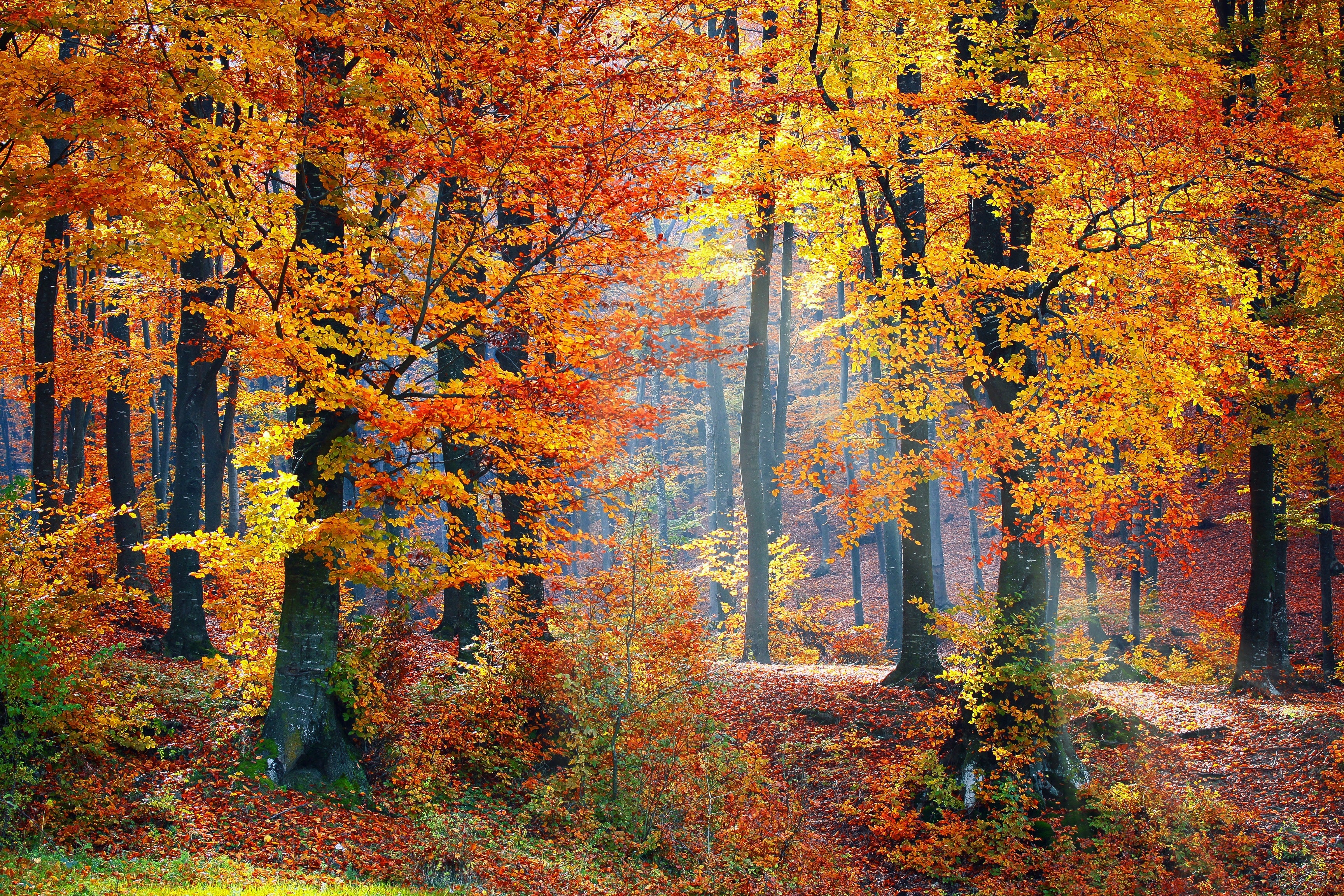 collection-banner-image